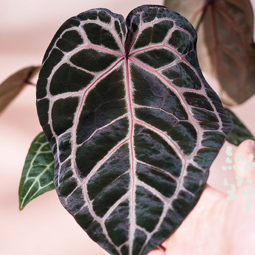 纵野 / 红水晶 花烛天南星科室内观叶趣味盆栽小众室内观叶 - 图3