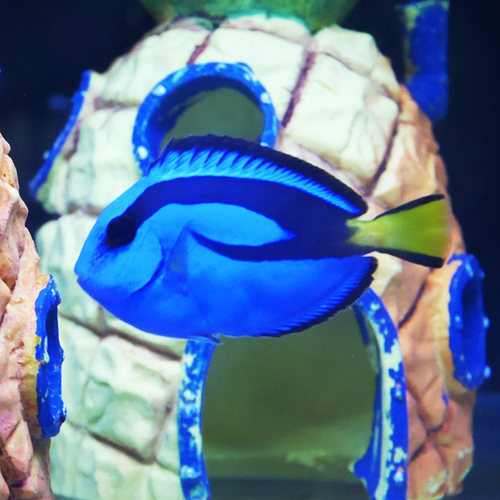 蓝吊海水鱼活体观赏鱼食藻吊类养定开口多莉海缸珊瑚缸水族宠物 - 图0