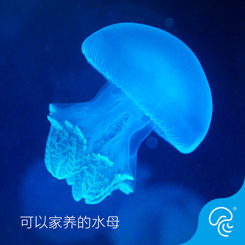 彩色炮弹水母活体果冻蓝环观赏珍珠水母宠物海水观赏鱼萌宠蓝白色 - 图0