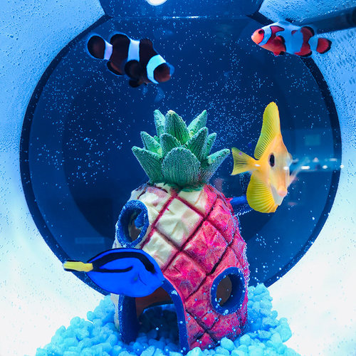 蓝吊海水鱼活体观赏鱼食藻吊类养定开口多莉海缸珊瑚缸水族宠物 - 图2