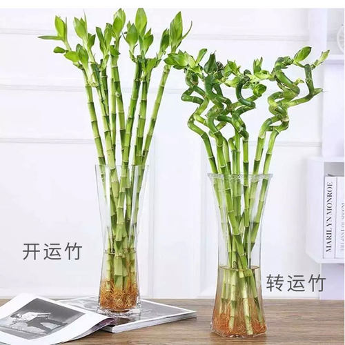 转运竹水培植物弯竹开运富贵竹子盆栽带根水竹水养绿植室内 - 图0