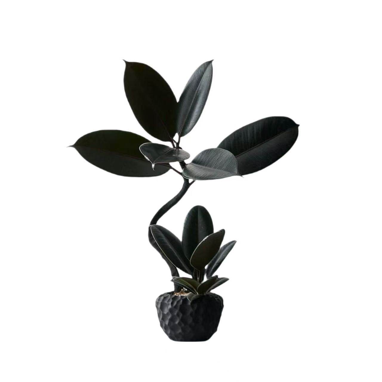 中古侘寂风造型双株橡皮树植物茶室内装饰好养盆栽净化空气绿植,淘宝优惠券,粉丝福利购,淘宝优惠卷