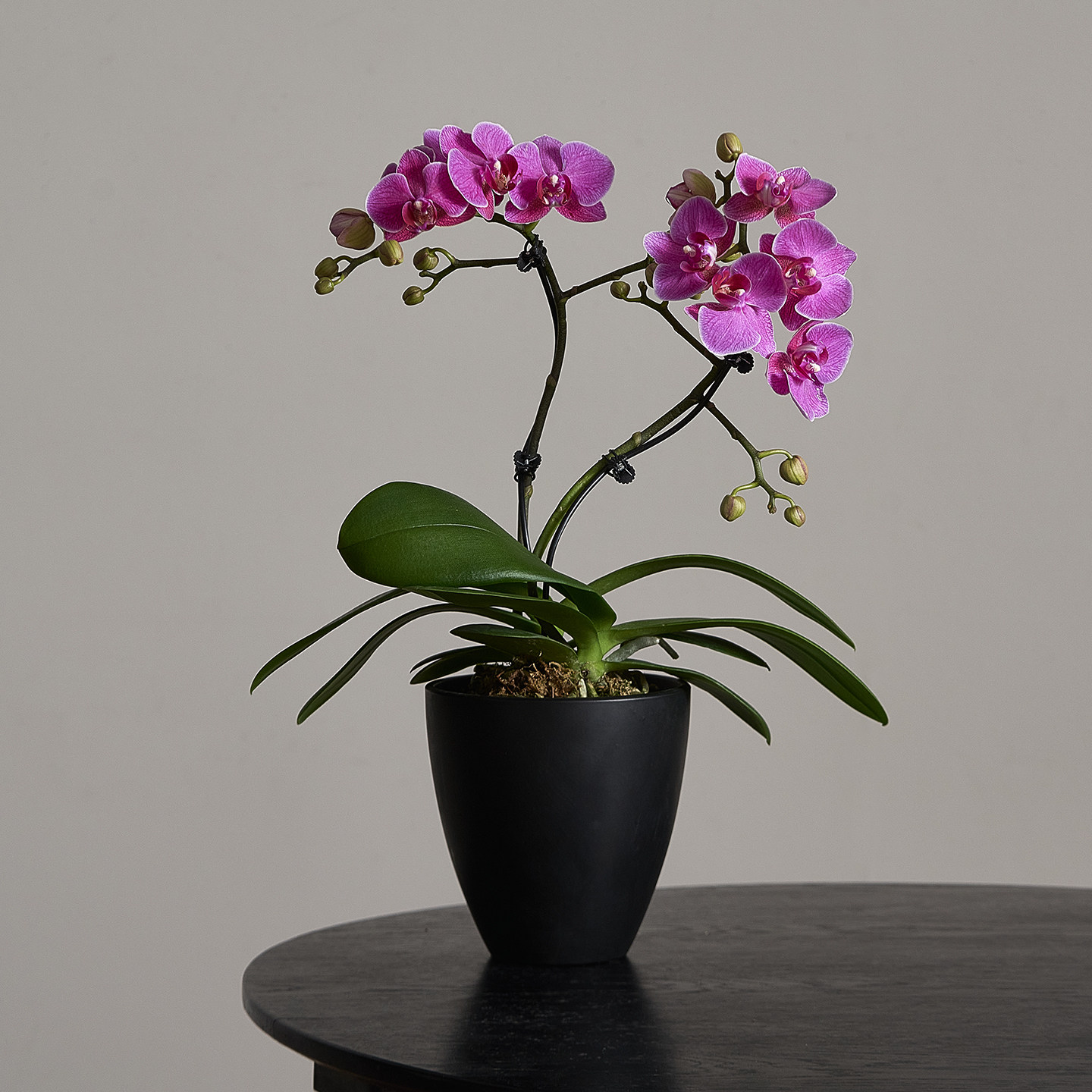 海洋之星蝴蝶兰带花苞四季好养活盆栽客厅室内桌面年宵花卉绿植,淘宝优惠券,粉丝福利购,淘宝优惠卷