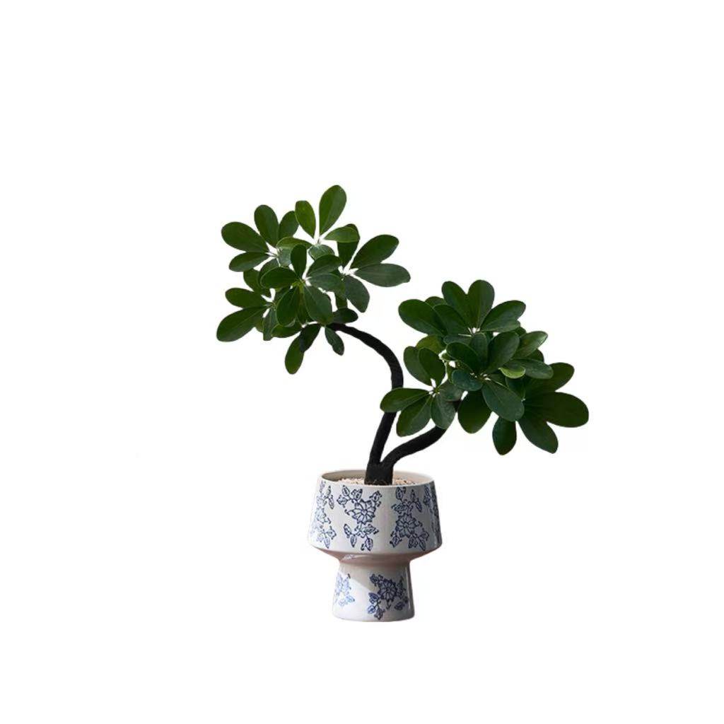 中古侘寂风造型双株鸭脚木植物茶室内装饰好养盆栽净化空气绿植,淘宝优惠券,粉丝福利购,淘宝优惠卷