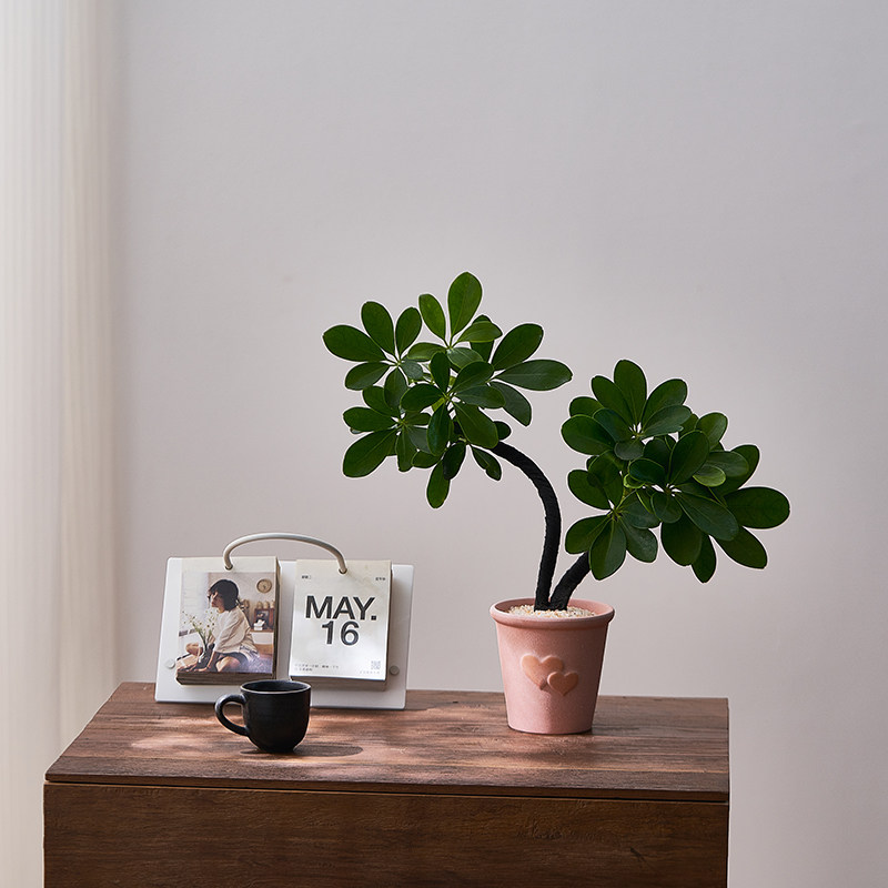 中古侘寂风造型双株鸭脚木植物茶室内装饰好养盆栽净化空气绿植,淘宝优惠券,粉丝福利购,淘宝优惠卷