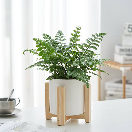 吉姆蕨绿植盆栽蕨类植物网红办公室内客厅四季常绿花卉净化空气 - 图2