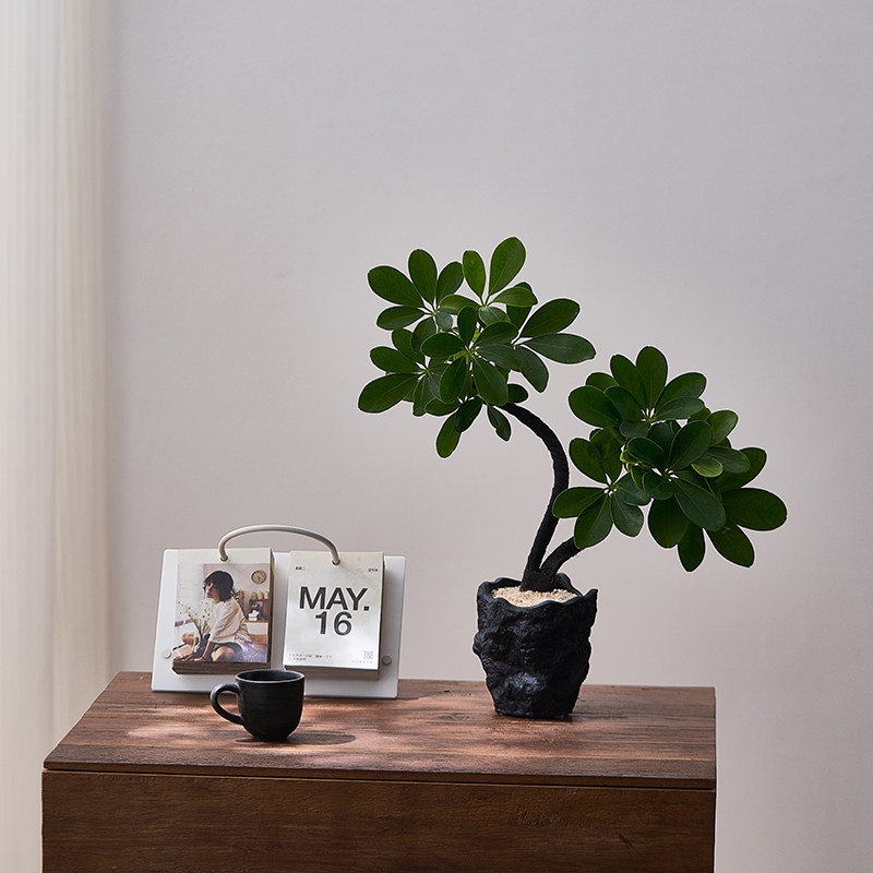 中古侘寂风造型双株鸭脚木植物茶室内装饰好养盆栽净化空气绿植,淘宝优惠券,粉丝福利购,淘宝优惠卷