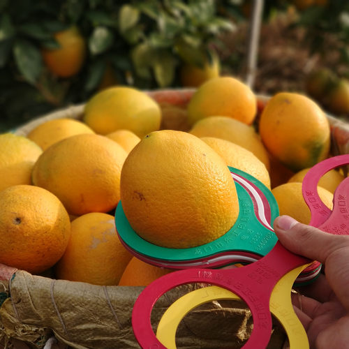 正宗江西赣南脐橙大果20斤10斤装当季新鲜橙子水果甜橙整箱包邮应 - 图2