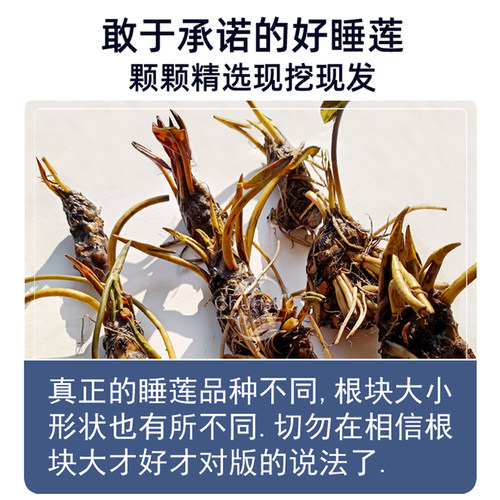 睡莲水培植物四季水养荷花莲花盆栽花卉种水池塘大睡莲根块带花苞 - 图2