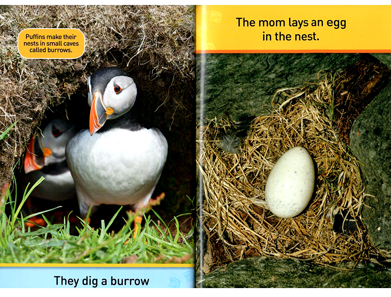 美国国家地理分级读物 海雀 英文原版 National Geographic Kids Readers Pre-reader Puffins 海雀科普读物 2-5岁儿童进口英语书 - 图2