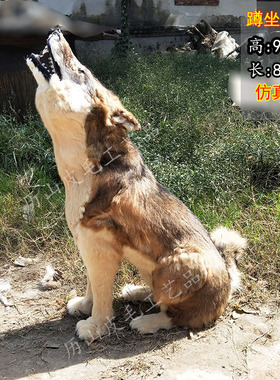 仿真狼标本影视假狼道具雪狼北极狼摆件1比1大狼工艺品展馆拍短剧