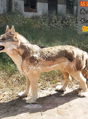 大型仿真狼摆件1比1狼模型皮毛狼标本园林展馆拍短剧影视假狼道具