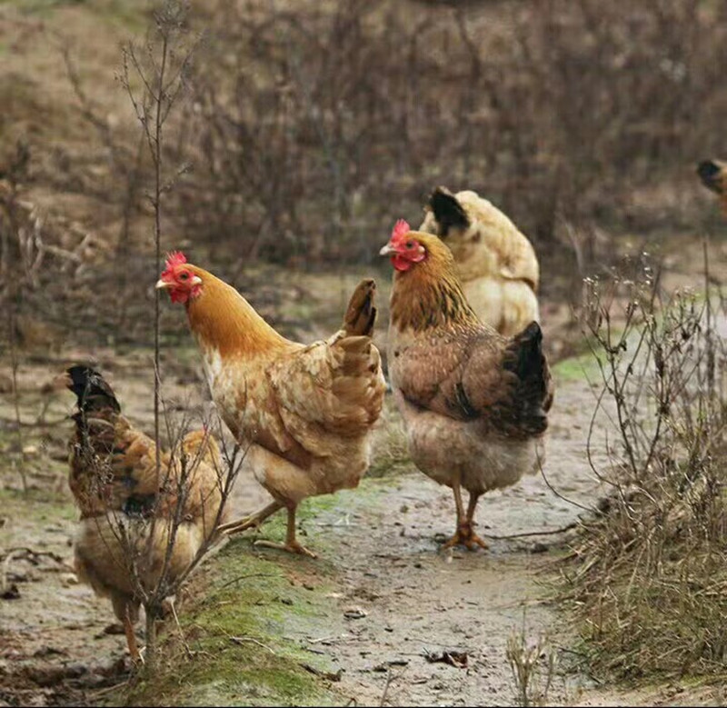 正宗农村散养土鸡老母鸡无为农村家养本鸡生蛋母鸡发顺丰运费自付,淘宝优惠券,粉丝福利购,淘宝优惠卷