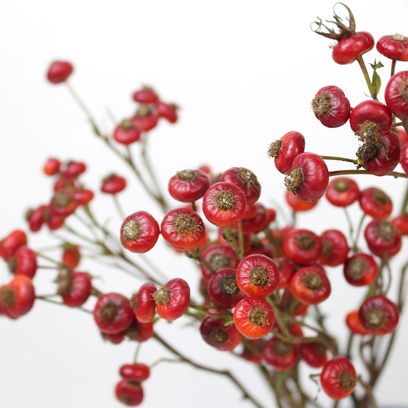 蔷薇果干花真果干枝红色家居软装摆设插画招财吉祥红果婚庆摆件 - 图1