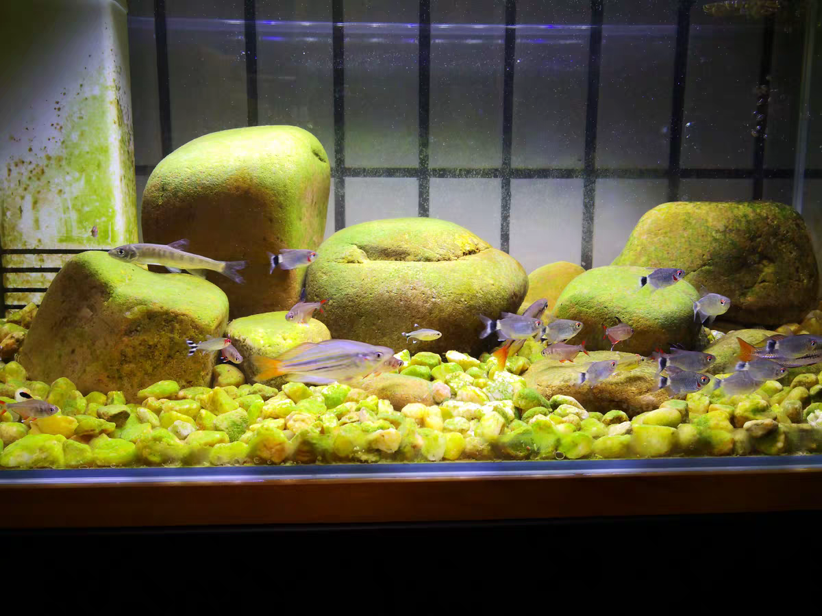 高体鳑鲏旁皮除藻观赏鱼活体水族宠物中国原生鱼群游小型淡水冷水 - 图3