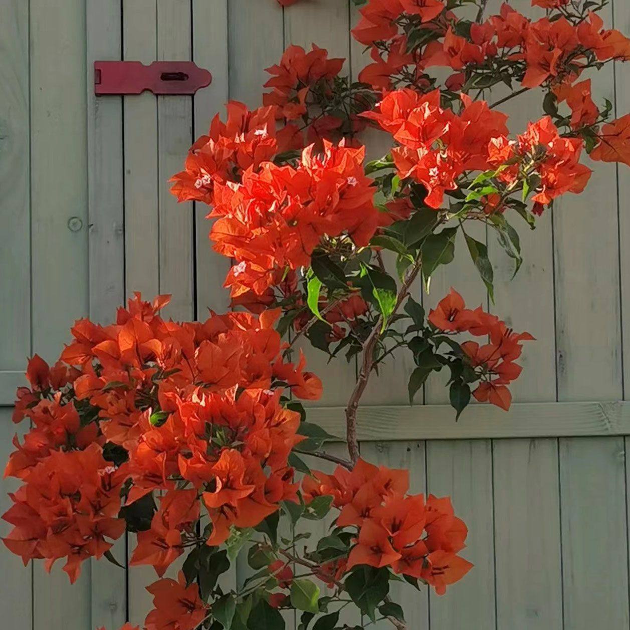勤花三角梅树苗老桩耐寒爬藤植物重瓣四季开花盆栽庭院观花卉阳台,淘宝优惠券,粉丝福利购,淘宝优惠卷