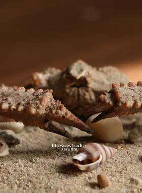 真实螃蟹标本强壮菱蟹