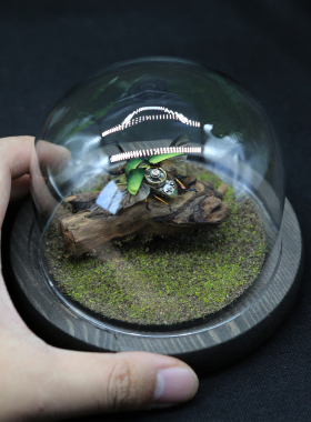 蒸汽朋克机械改造甲虫标本