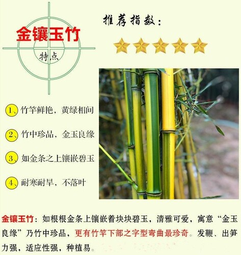 金镶玉竹盆栽四季常绿景观竹子耐寒绿化苗竹根苗庭院室外院墙植物 - 图1