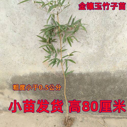 金镶玉竹盆栽四季常绿景观竹子耐寒绿化苗竹根苗庭院室外院墙植物 - 图2