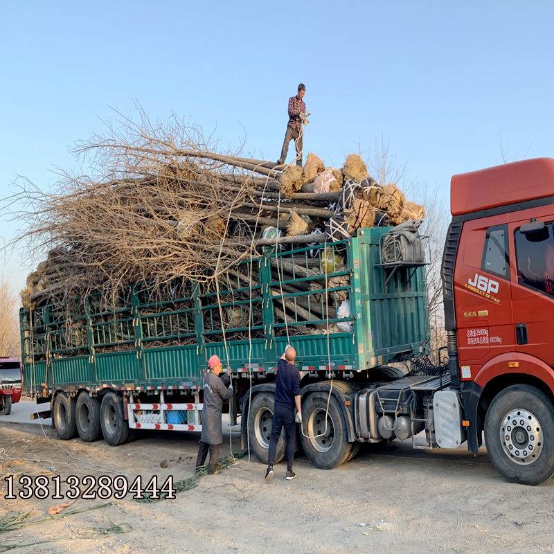 银杏树大树工程道路绿化3-60公分粗银杏树银杏树活苗庭院银杏小苗 - 图2