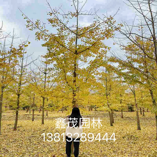 银杏树大树工程道路绿化3-60公分粗银杏树银杏树活苗庭院银杏小苗 - 图0