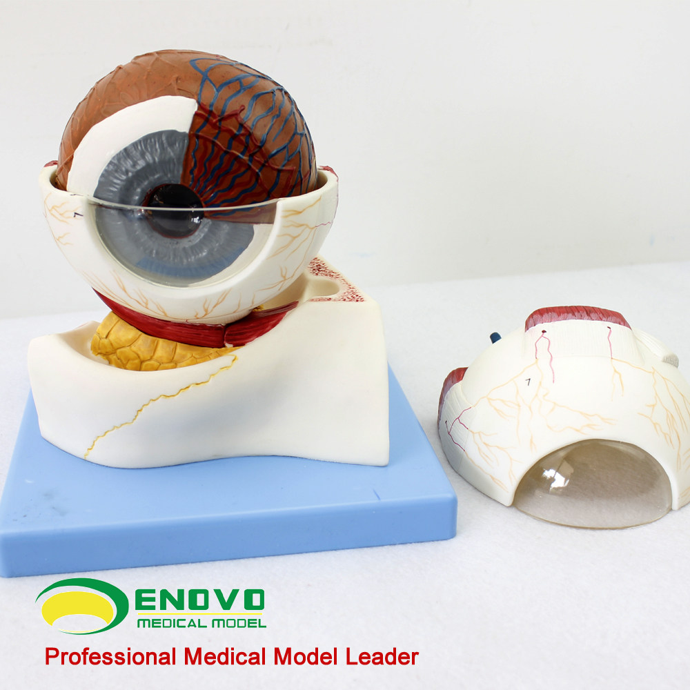 enovo颐诺医学人体眼球构造放大模型眼晴解剖模型五官科眼科教学