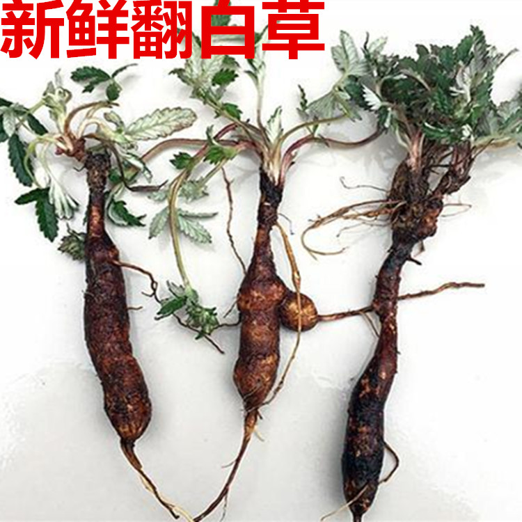 新鲜翻白草翻白叶 鸡腿根 鸡爪参叶下白老鸦爪鸡腿儿干品全草茶 - 图1