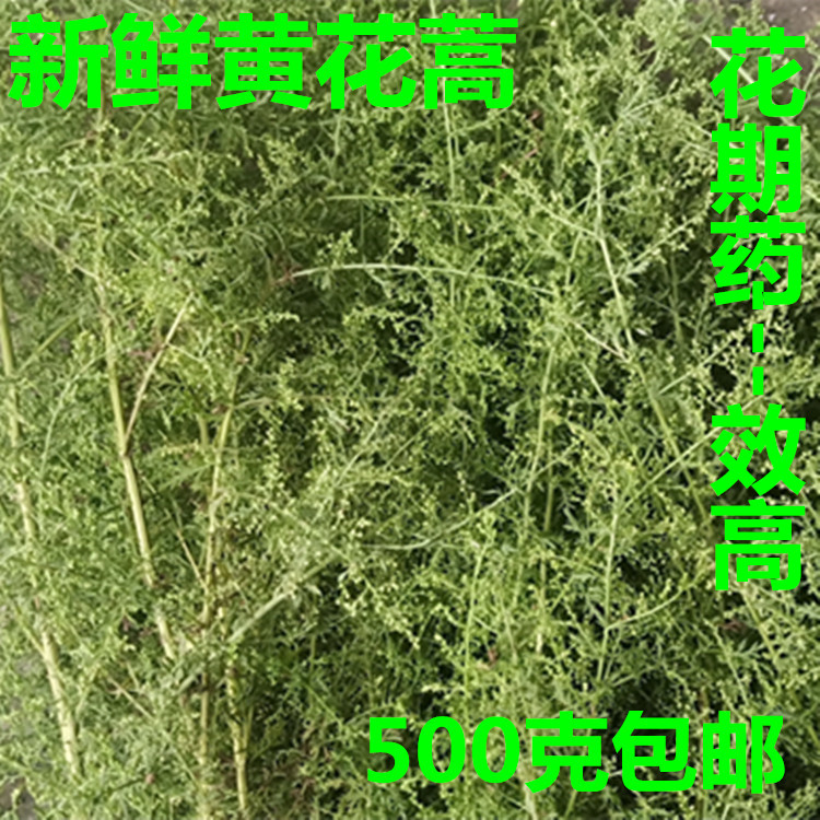 新鲜黄花蒿青蒿黄蒿黄蒿草 苦蒿 臭蒿婴儿泡澡捂酱豆 一斤包邮 - 图0