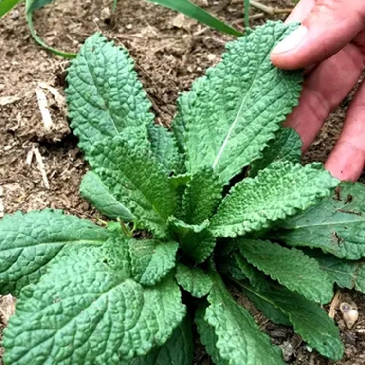 新鲜蛤蟆草 荔枝草 雪见草青蛙草 蟾蜍草整棵干品咳嗽泡茶喝野菜 - 图0