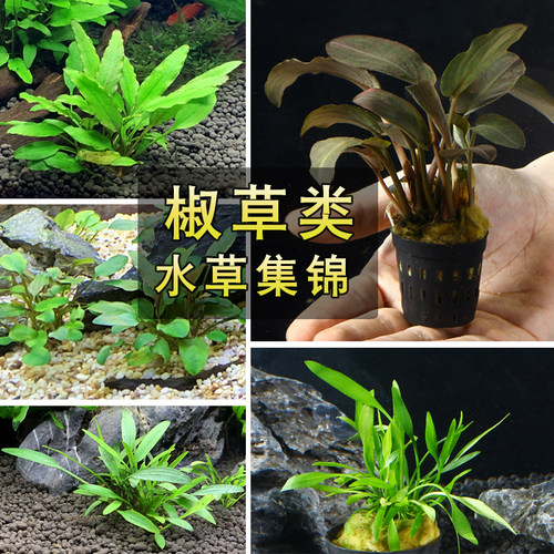 椒草合集 鱼缸造景水草迷你小青椒绿温蒂大喷泉椒咖啡椒美波莉椒 - 图0