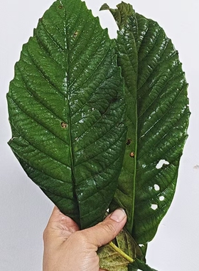 泡桐花纯露润肺护嗓咽喉气管咳嗽