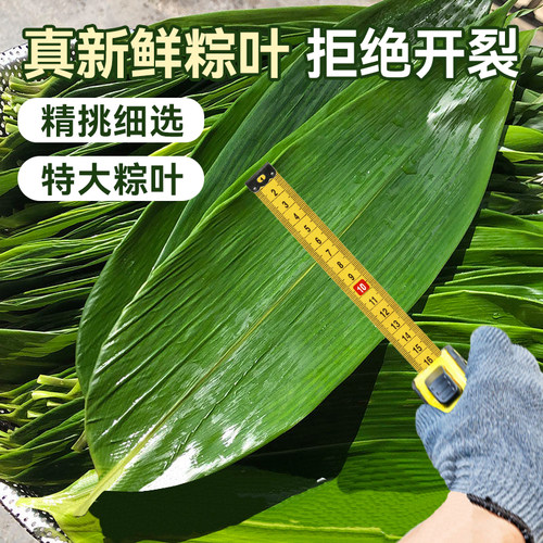 新鲜粽子叶大号包粽子专用的材料蛋黄现摘箬叶端午商用批发旗舰店 - 图0