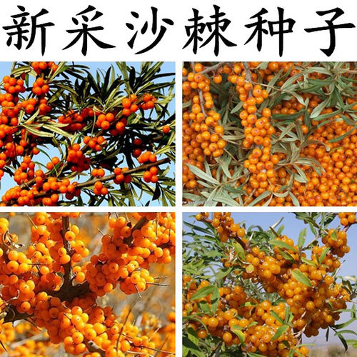 沙棘种子大果小果 带刺沙棘果树种子 沙枣树醋柳黄木种籽防风固沙 - 图0