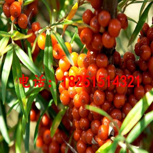 沙棘种子大果小果 带刺沙棘果树种子 沙枣树醋柳黄木种籽防风固沙 - 图1