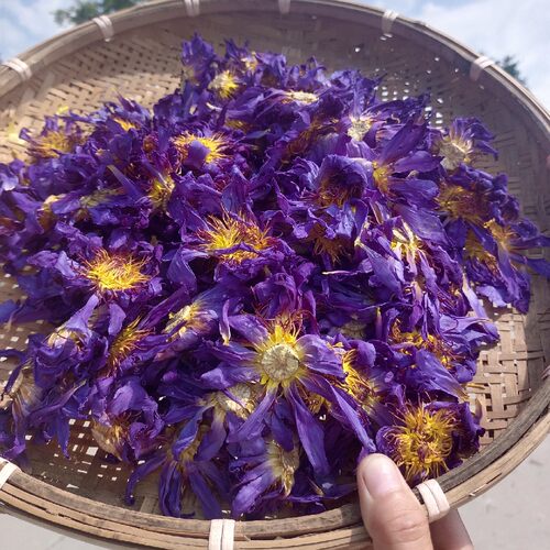 蓝莲花花干花 睡莲干花 蓝莲花干花 初级农产品现货 - 图0