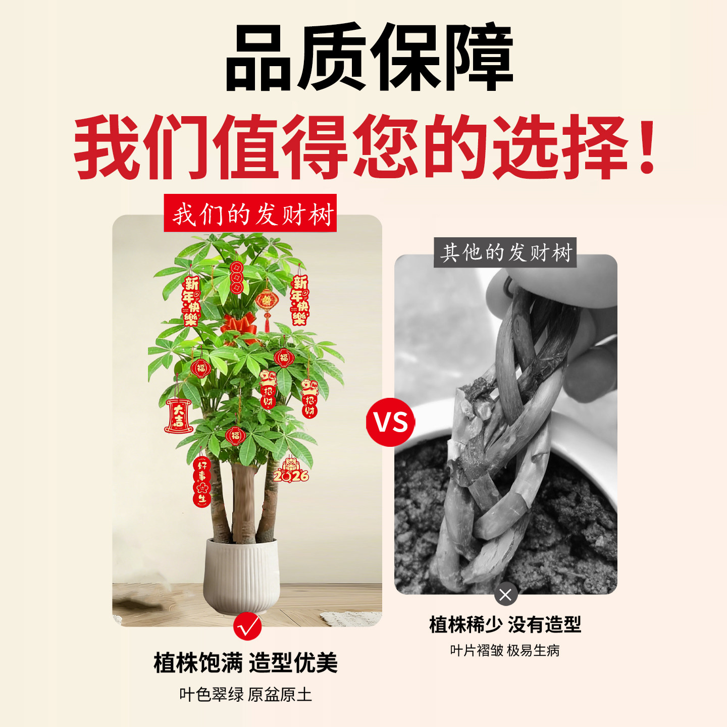 大辫子发财树客厅盆栽大型室内绿植招财树办公室乔迁开业三杆植物,淘宝优惠券,粉丝福利购,淘宝优惠卷