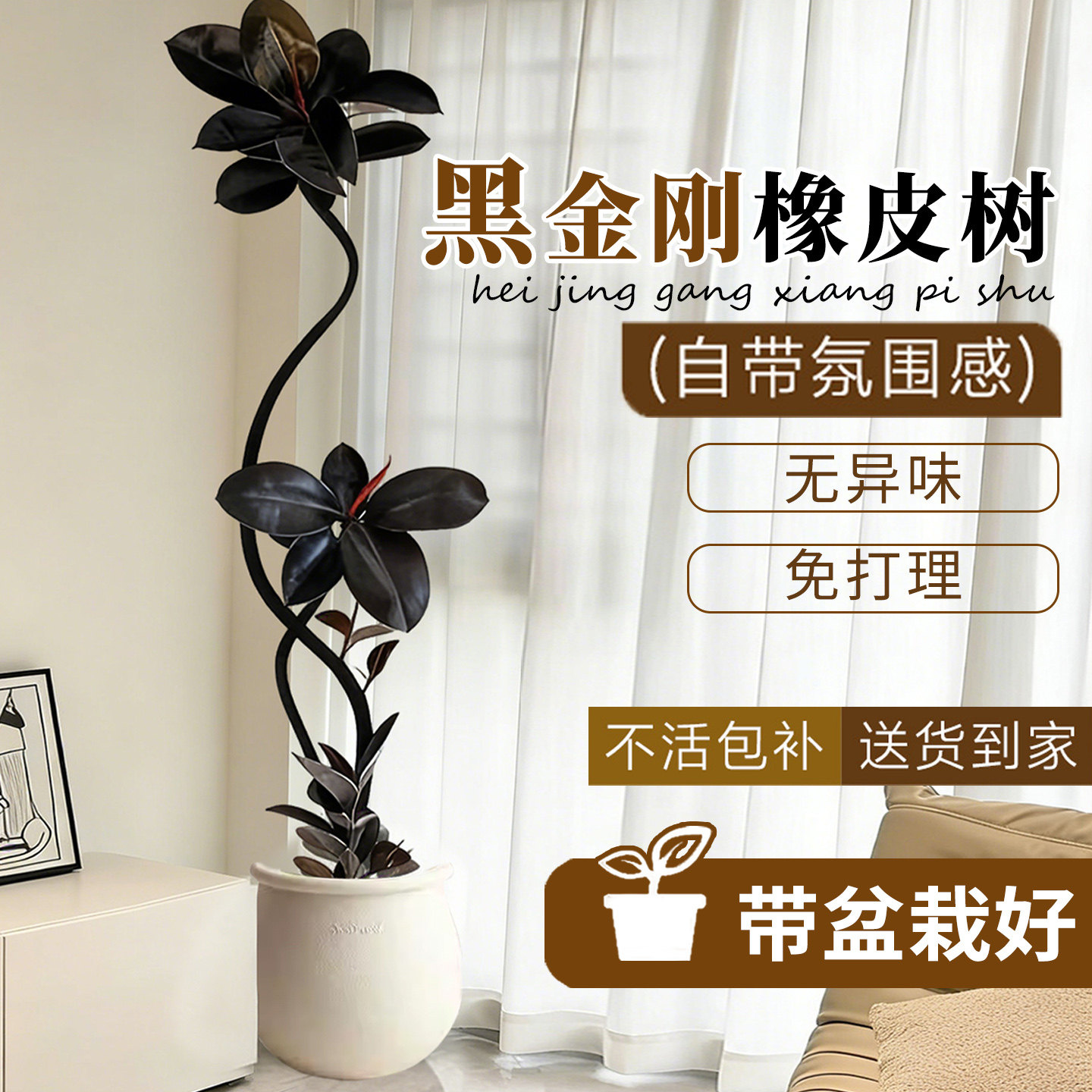 黑金刚橡皮树客厅大盆栽拗造型室内大型绿植办公室四季好养真植物,淘宝优惠券,粉丝福利购,淘宝优惠卷