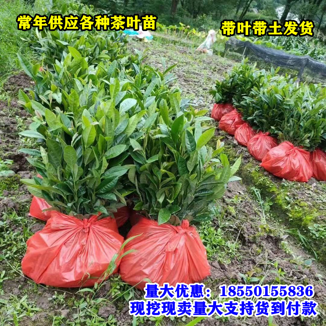 茶叶苗安吉白茶福鼎大毫茶叶树苗普洱茶龙井碧螺春福鼎大白茶苗