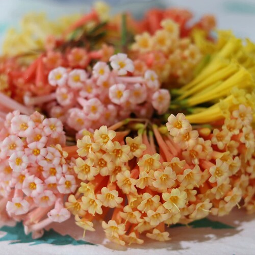 青柠园景 垂筒花 多年生常绿草本耐热耐寒春冬季观花盆栽植物包邮 - 图3