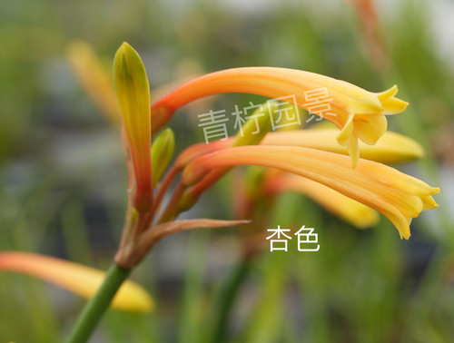 青柠园景 垂筒花 多年生常绿草本耐热耐寒春冬季观花盆栽植物包邮 - 图2