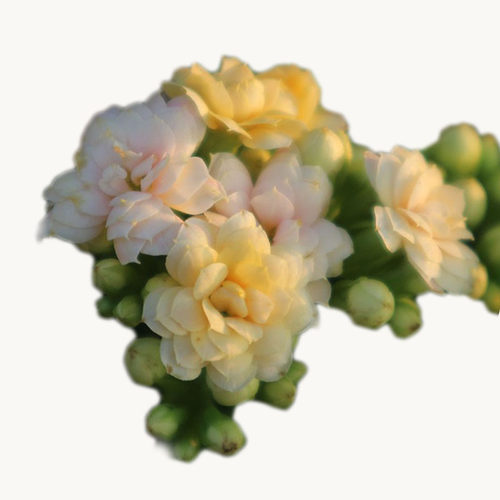 变色柠檬水果糖长寿花室内花卉重瓣好养花期长开花不断阳台庭院 - 图3