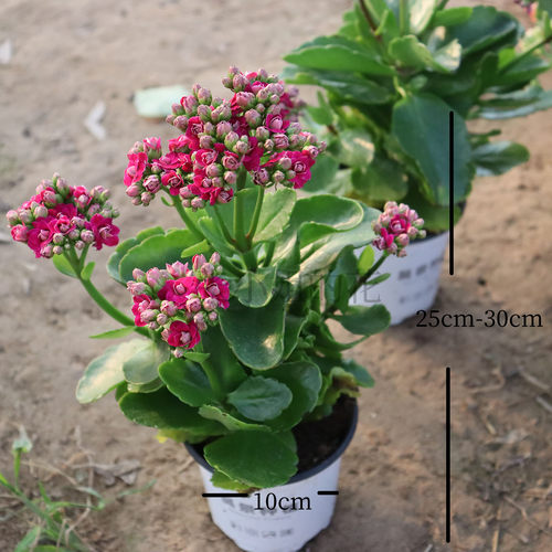劳拉紫色长寿花稀有新品重瓣带花苞客厅阳台花卉耐寒年宵花好养 - 图3