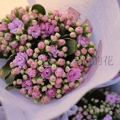 【昊景重瓣小长寿花】带花苞植物多肉盆栽植花期长办公室阳台好养 - 图1