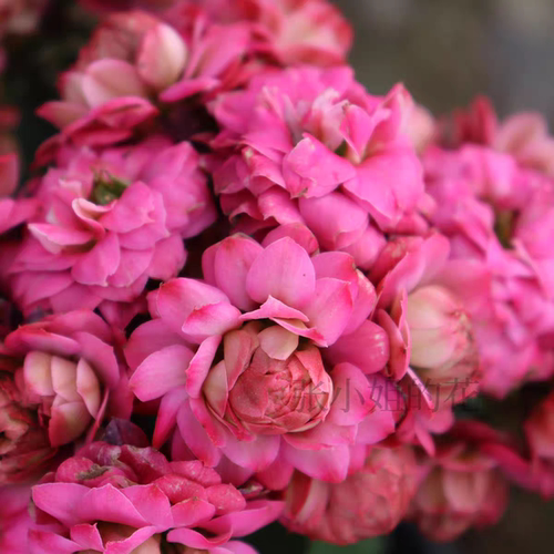大花惊艳唐卡长寿花四季阳台花卉重瓣窗台多年生草本好养多肉植物 - 图1