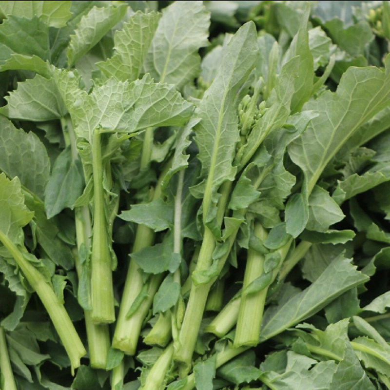 板蓝根青菜苔种子早熟油菜苔种子耐热高产阳台四季播南方蔬菜种孑,淘宝优惠券,粉丝福利购,淘宝优惠卷