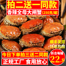 (Pat three-on-five) All Mother Spicy Crab Small Crab Seafood Cooked Instant Canned Drunk Crab Spiced with Spicy Hairy Crab