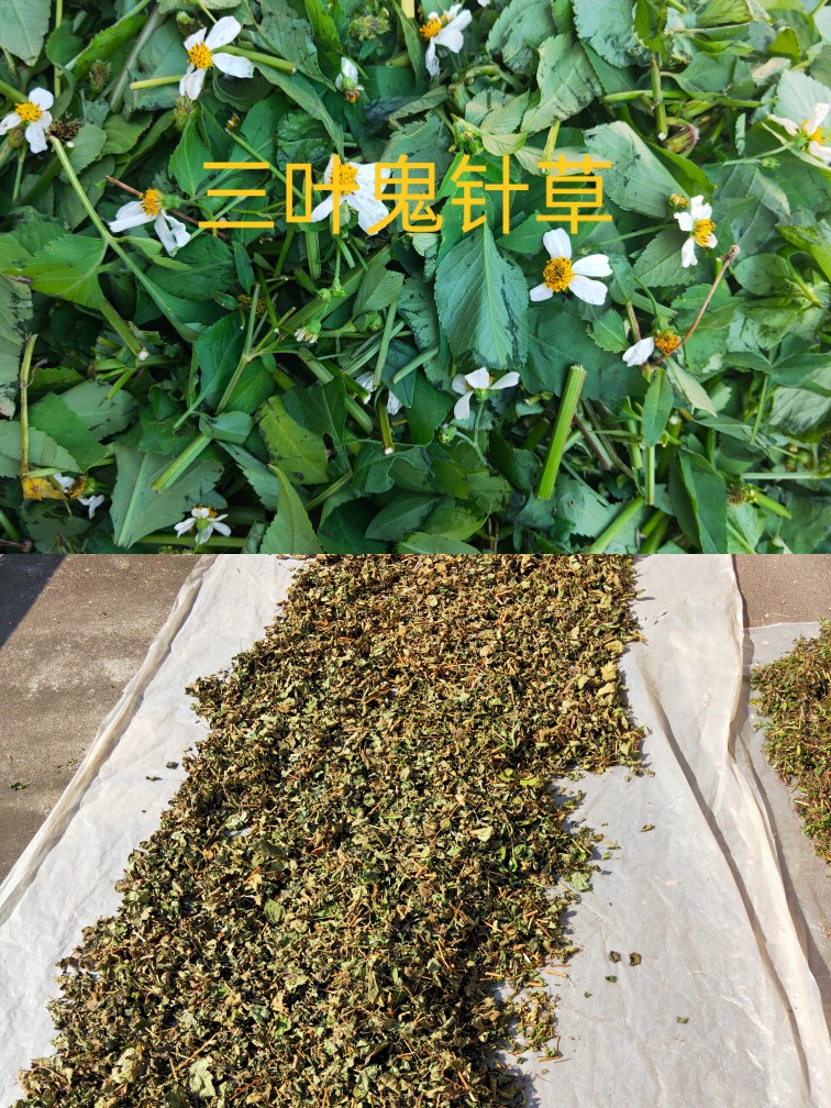 广东新鲜鬼针草泡茶四方枝三叶一包针儿童热疹洗澡农村中草药 - 图2