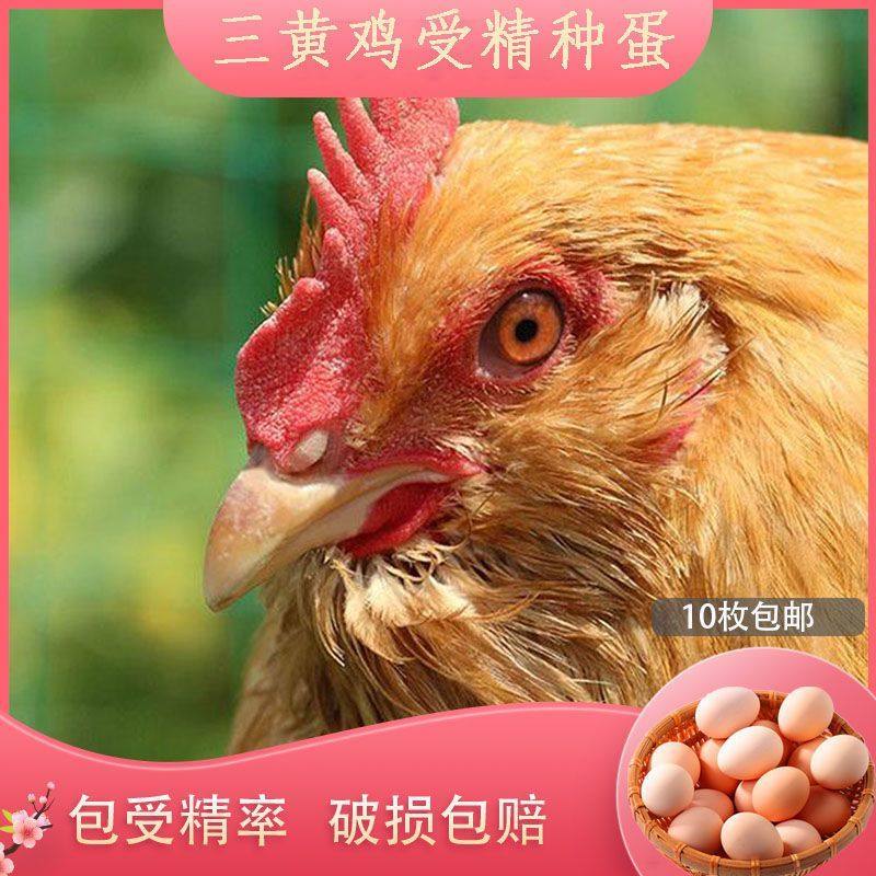 【50枚】纯种三黄鸡受精种蛋可孵化小鸡高受精率 现捡30枚宠物鸡,淘宝优惠券,粉丝福利购,淘宝优惠卷