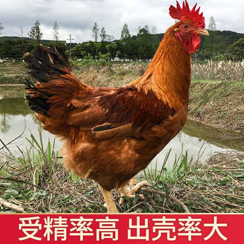 九斤红种蛋受精蛋包邮价九斤黄鸡土鸡蛋黄受精种蛋蛋鸡散养宠物鸡,淘宝优惠券,粉丝福利购,淘宝优惠卷